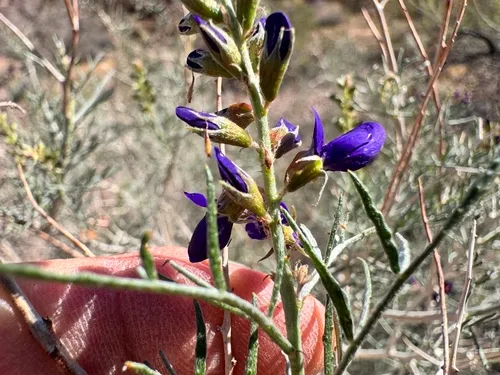 Fremont's Dalea