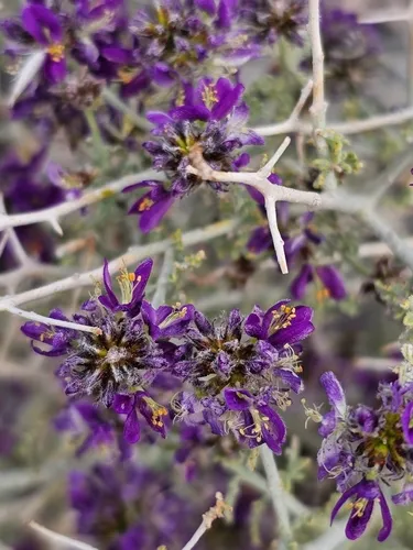Nevada Dalea — photo by Taylor