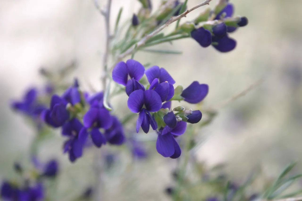 Schott's Dalea