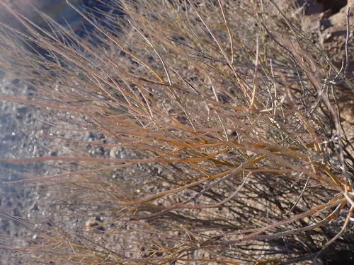 Broom Dalea