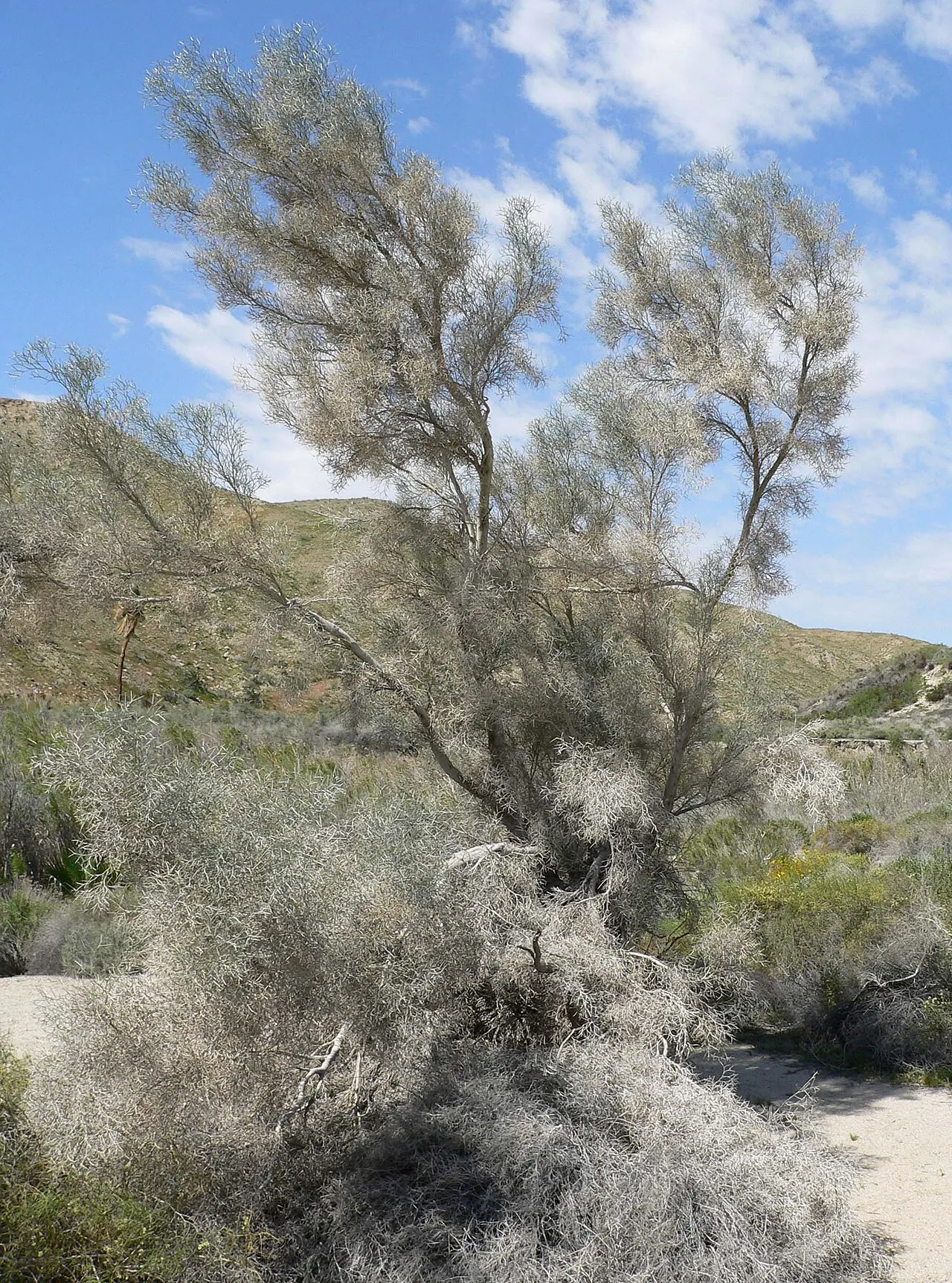 Smoketree — photo by Wikimedia Commons