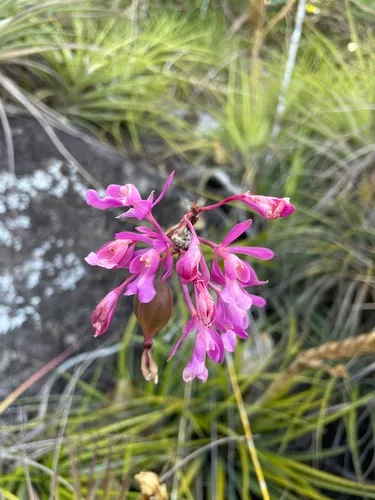 Kraenzlin's Peacock Orchid