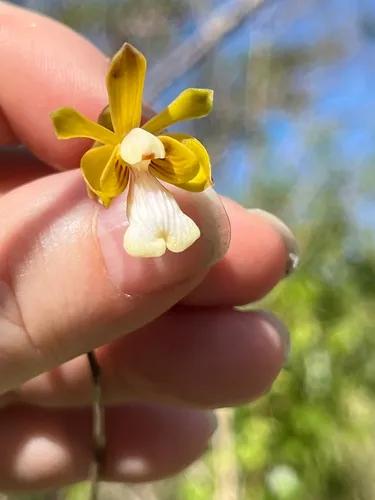 Krug's Peacock Orchid