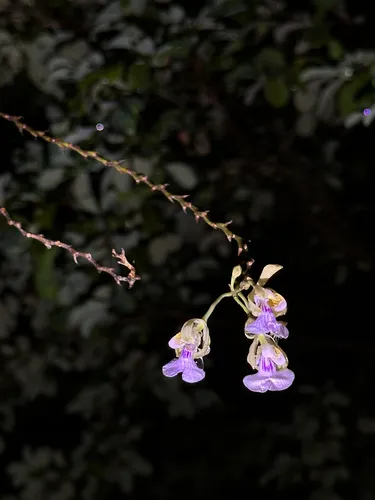 Royal Peacock Orchid — photo by rafael0331