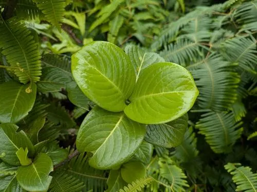 Koolau Range Wild Coffee — photo by Kevin Faccenda