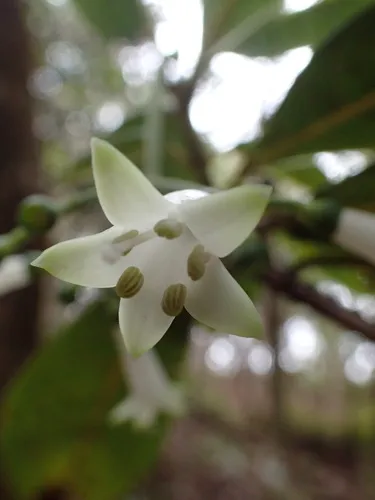 Largeflower Wild Coffee — photo by Kenneth R. Wood (NTBG)