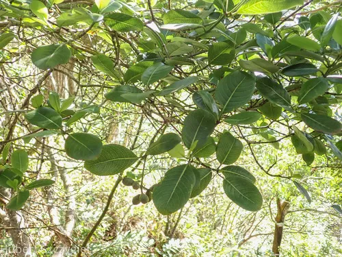 Waianae Range Wild Coffee — photo by Hubert Szczygieł