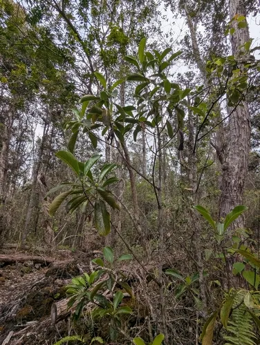 Kopiko 'ula — photo by David Anderson