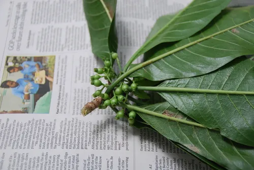 Milolii Kopiwai — photo by Kenneth R. Wood (NTBG)