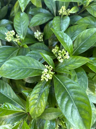 Bahama Wild Coffee