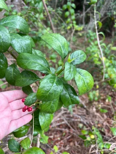 Dotted Wild Coffee — photo by James K. Wetterer