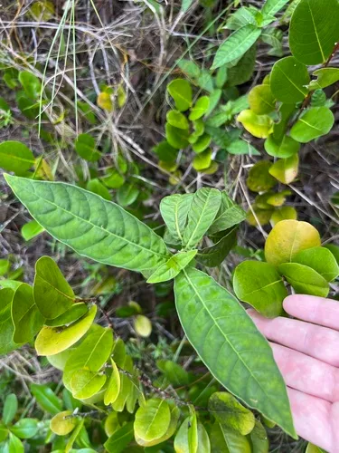 Shortleaf Wild Coffee — photo by James K. Wetterer
