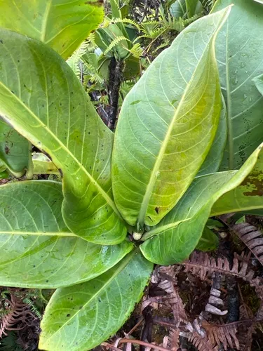 Leatherleaf Wild Coffee — photo by Susan Fawcett