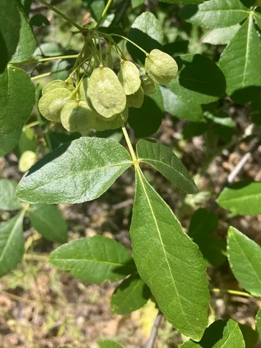 California Hoptree — photo by phenry64