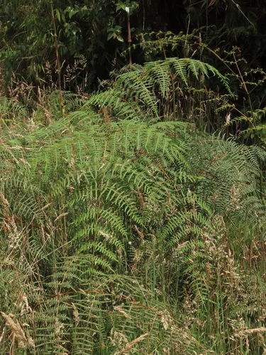 Tropical Brackenfern