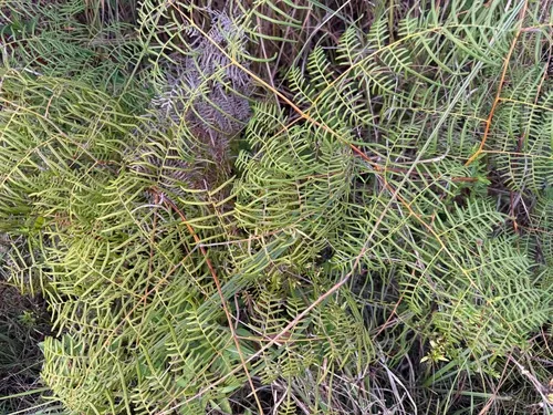 Southern Brackenfern