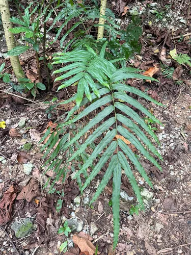 Elephantleaf Brake