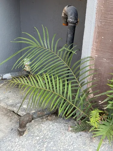 Longleaf Brake — photo by Rafael Torres