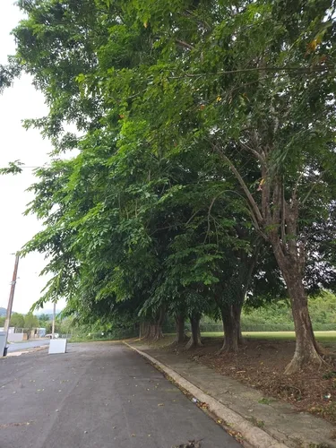 Pterocarpus — photo by gadieljf
