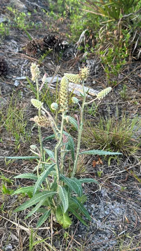 Dense-spike Blackroot — photo by madisonparr23