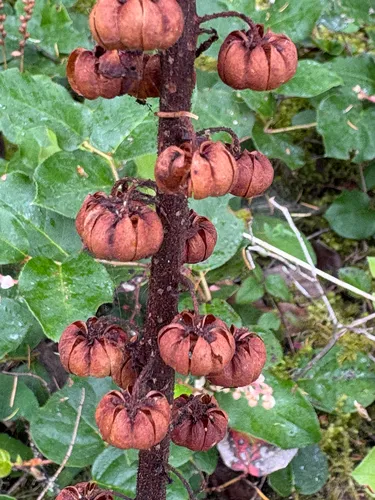 Woodland Pinedrops — photo by Dawn Hanna
