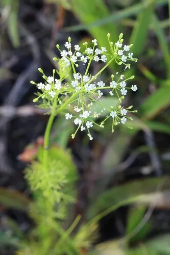 Herbwilliam — photo by LW Ridge