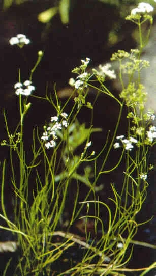 Piedmont Mock Bishopweed