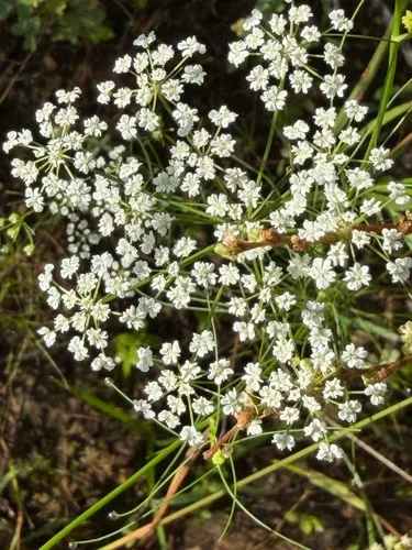 Laceflower