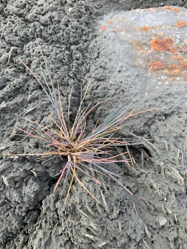 Narrow Alkaligrass — photo by Adam Heathcote