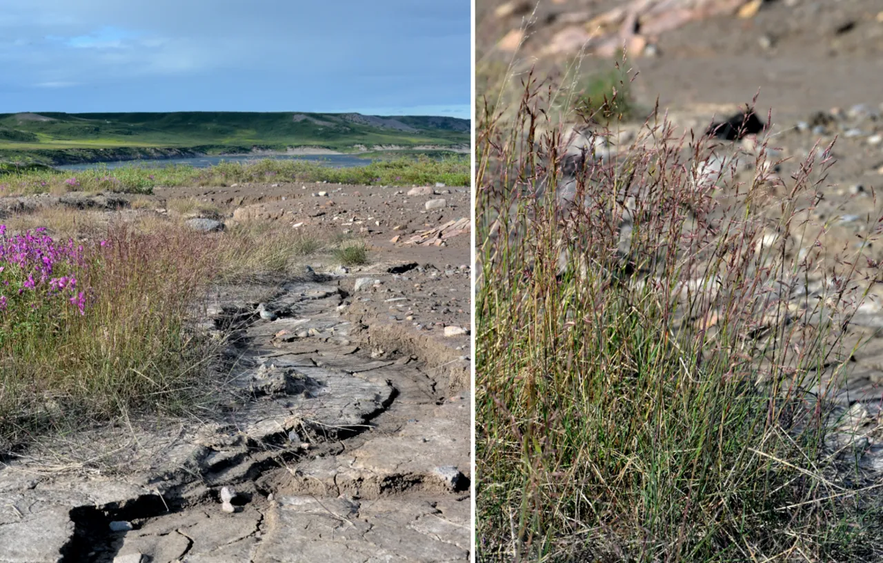 Arctic Alkaligrass
