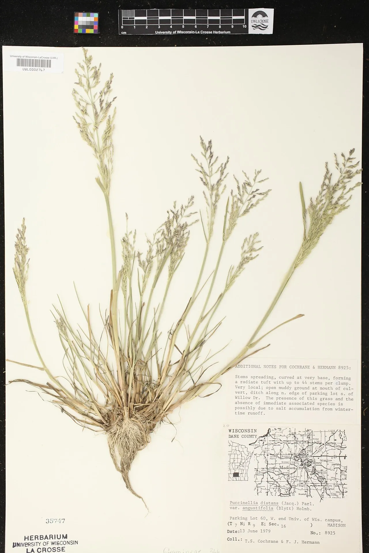 Weeping Alkaligrass (subsp. borealis) — photo by T.S. Cochrane