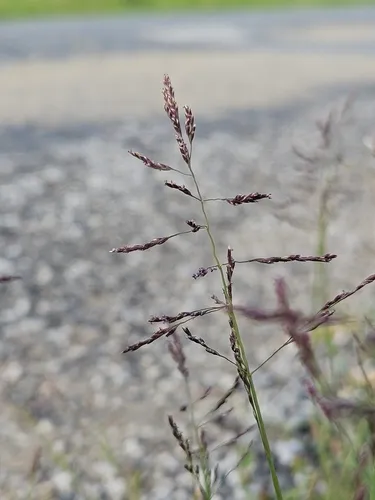 Weeping Alkaligrass