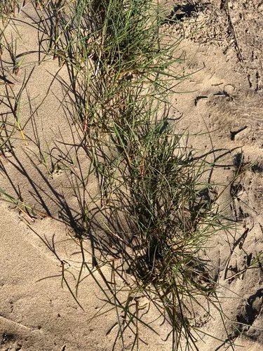 Seaside Alkaligrass — photo by Kate Hart