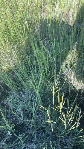 Nuttall's Alkaligrass — photo by rtwood1170