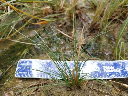 Bog Alkaligrass