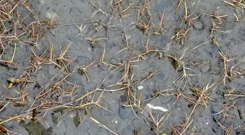 Creeping Alkaligrass