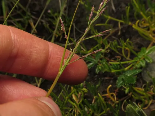 Dwarf Alkaligrass — photo by Jack Bindernagel