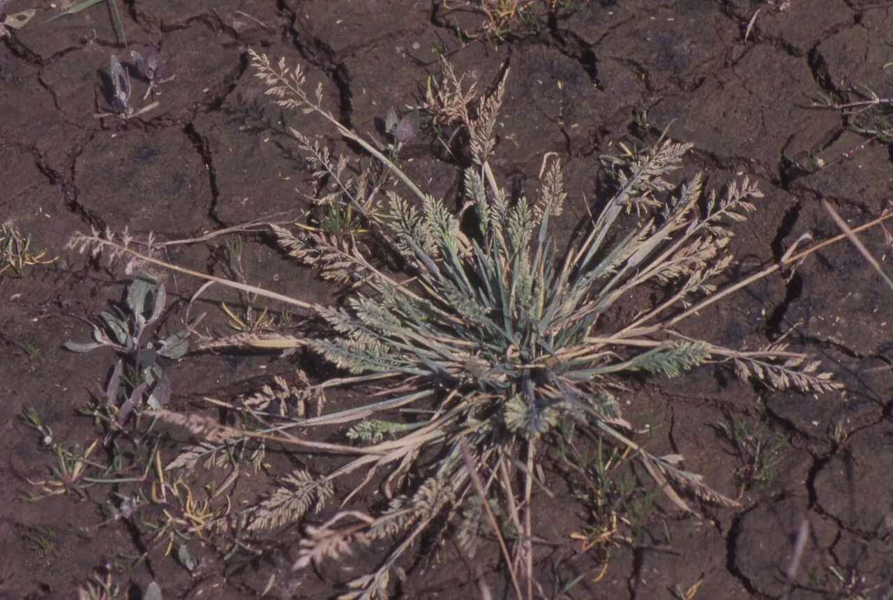 British Alkaligrass — photo by Dr Mary Gillham Archive Project