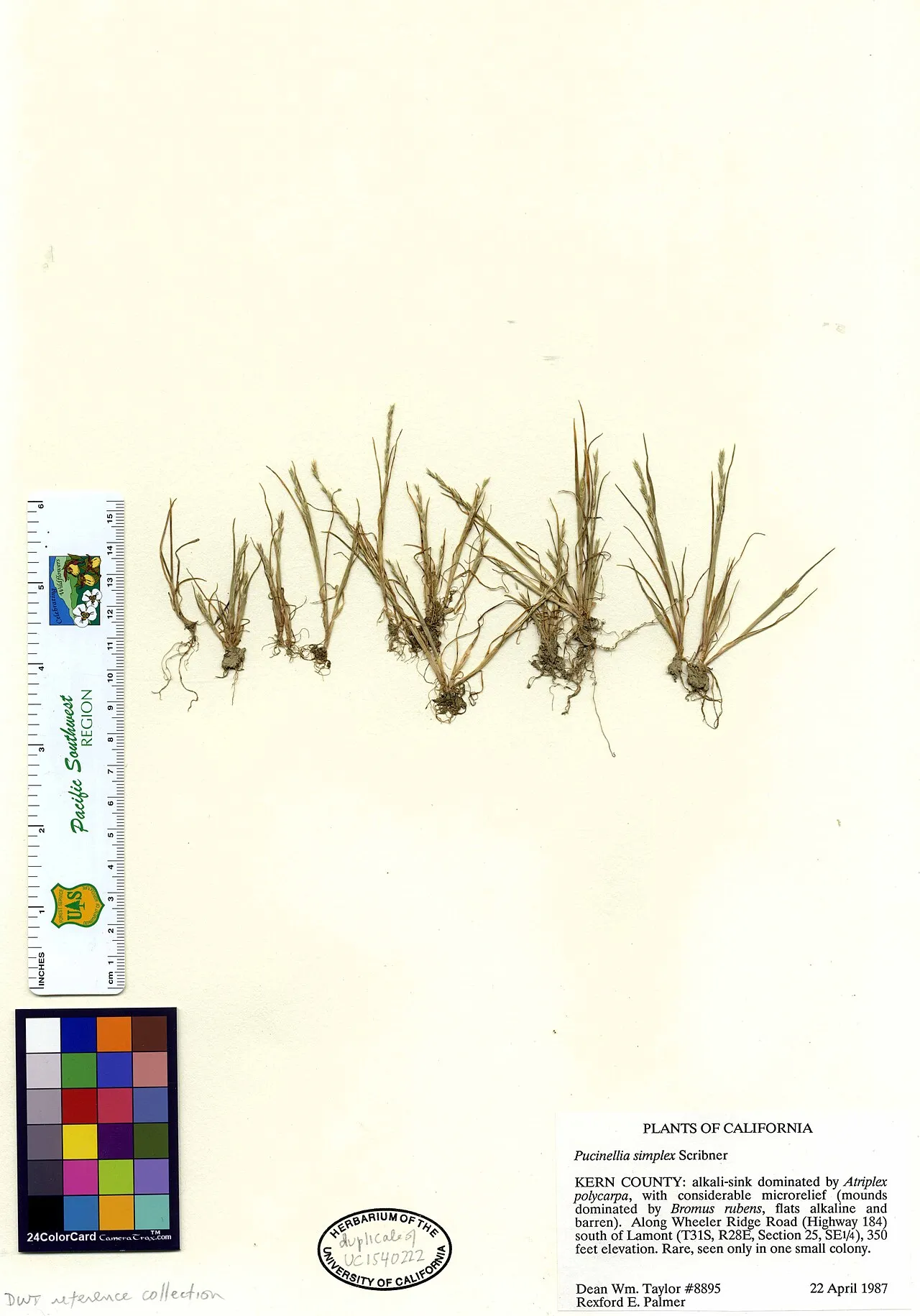 California Alkaligrass