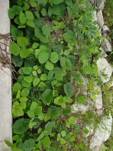 Kudzu