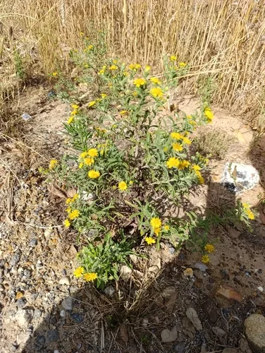 Ladies' False Fleabane — photo by bioinigo