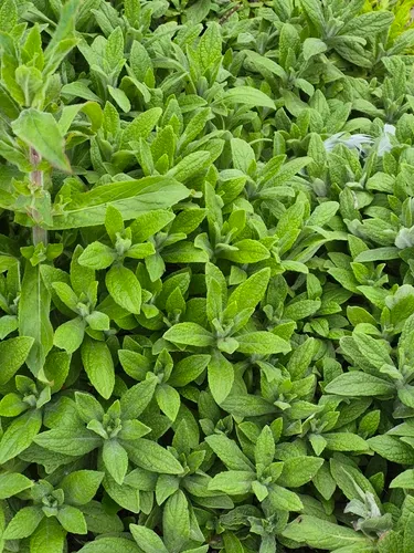 Meadow False Fleabane