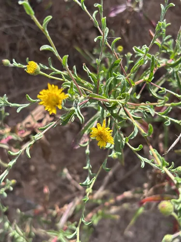 Spanish False Fleabane