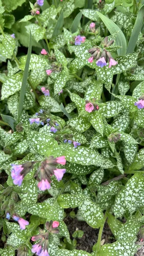 Bethlehem Lungwort — photo by Alexander Iosipenko