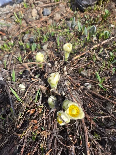 White Pasqueflower