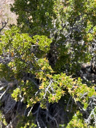 Desert Bitterbrush