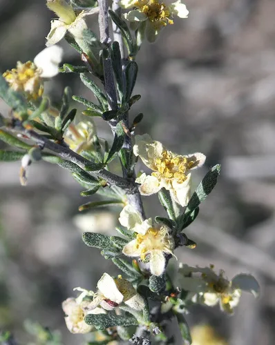 Pinkava's Cliffrose
