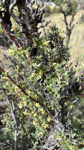 Antelope Bitterbrush — photo by rwanguba