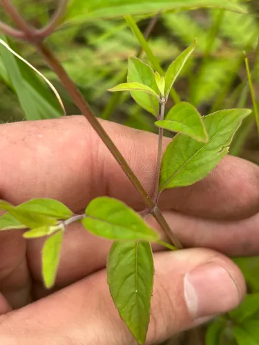 Whiteleaf Mountainmint — photo by Tyler Radtke