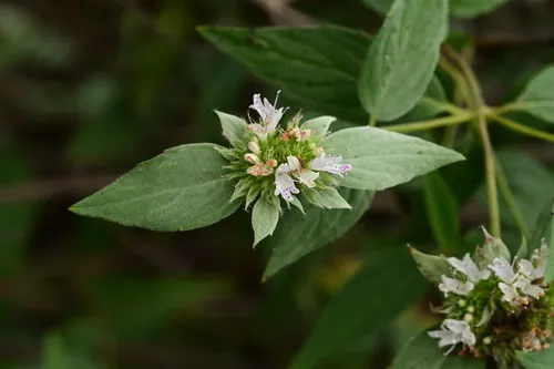 Beadle's Mountainmint — photo by Keith Bradley